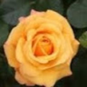 Meet your Posher, Rose